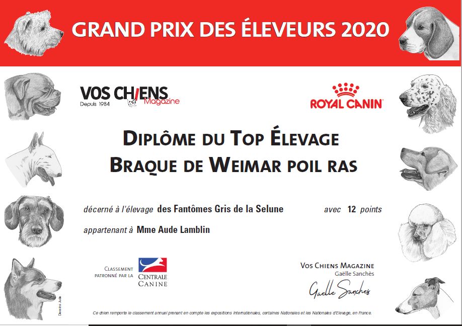 Des Fantômes Gris De La Sélune - Top breeder 2020 !!