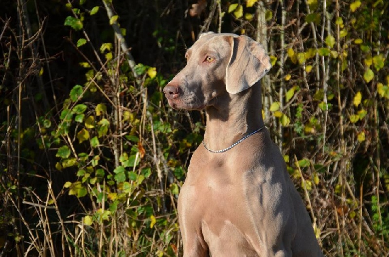 Dallara de l'Etoile de Virginie
