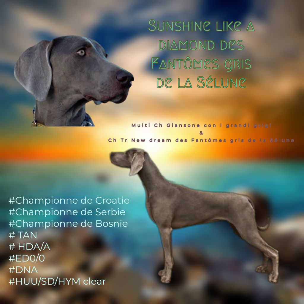 CH. Sunshine like a diamond Des Fantômes Gris De La Sélune