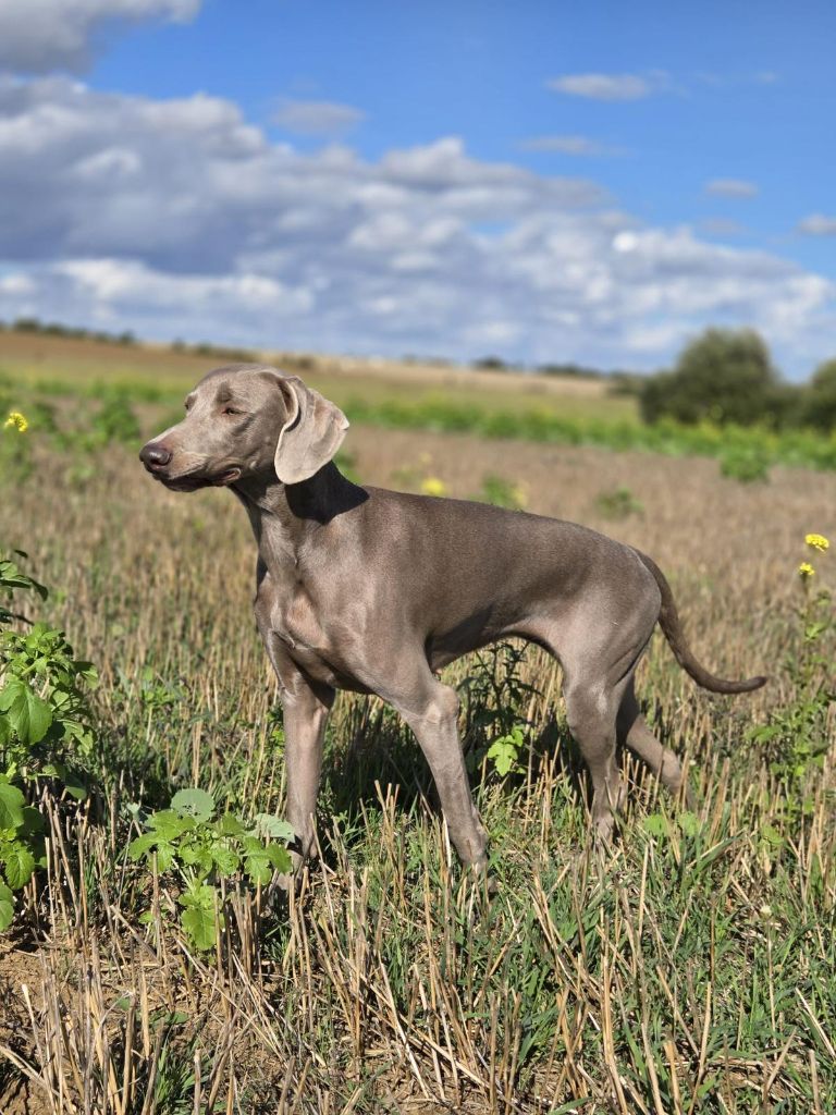 Ulia forever dream Des Fantômes Gris De La Sélune
