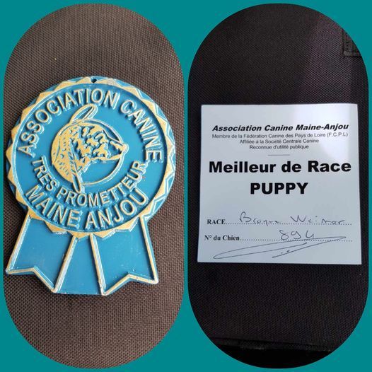 Des Fantômes Gris De La Sélune - Bravo les puppies !!