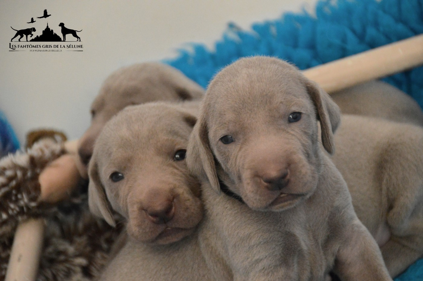 Des Fantômes Gris De La Sélune - Chiots disponibles - Braque de Weimar