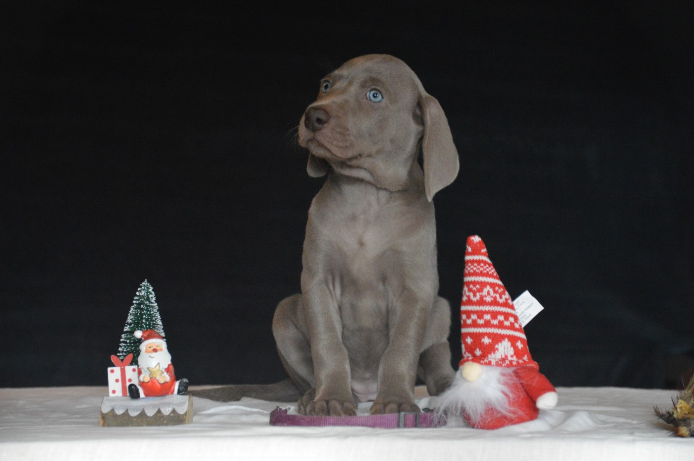 Des Fantômes Gris De La Sélune - Chiots disponibles - Braque de Weimar