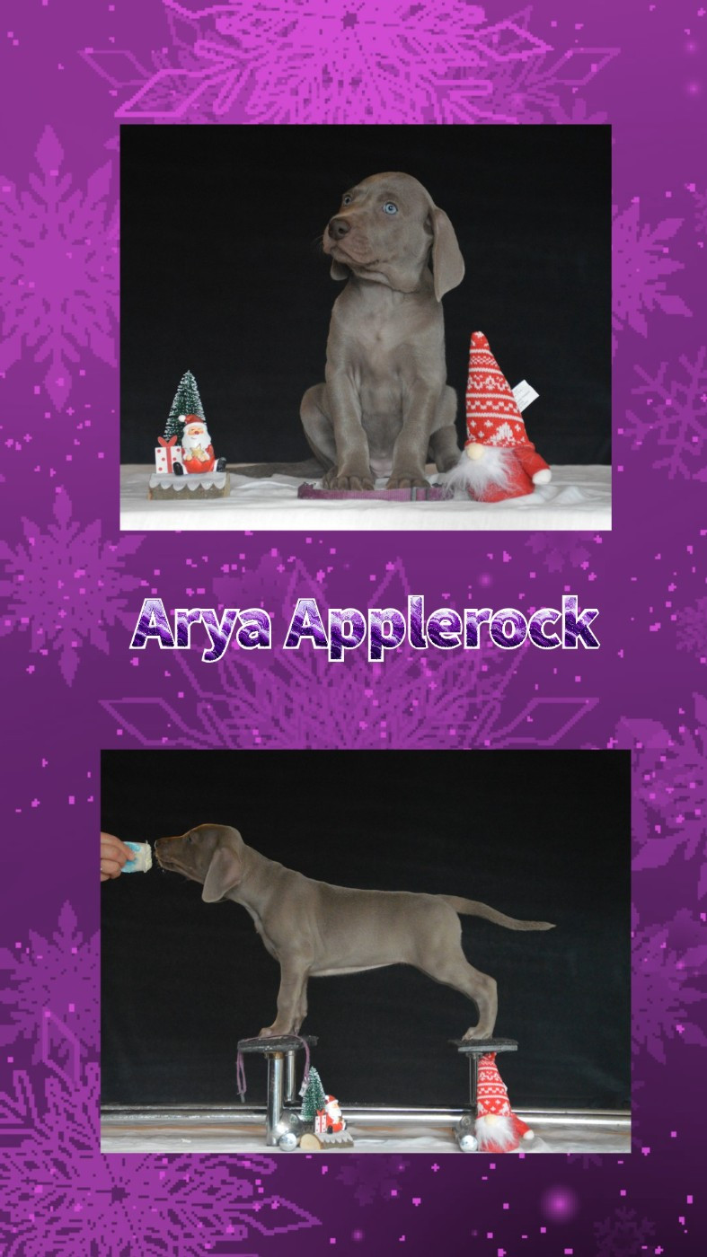 Des Fantômes Gris De La Sélune - Chiots disponibles - Braque de Weimar