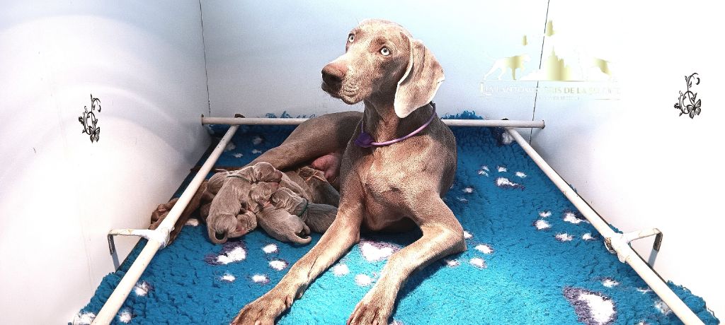 Des Fantômes Gris De La Sélune - Chiots disponibles - Braque de Weimar